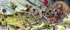 preview 2660